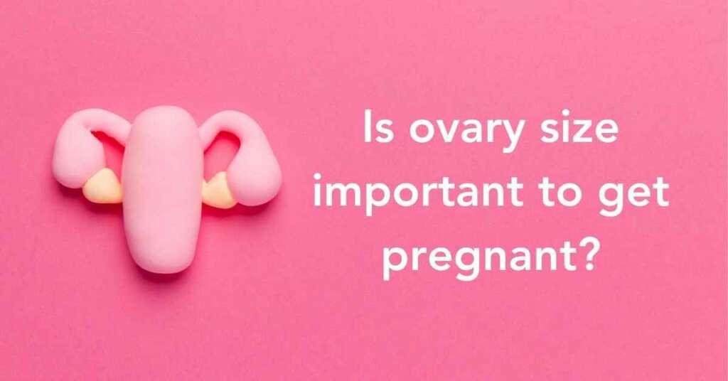 Is Ovary Size Important To Get Pregnant? - Fertiltree