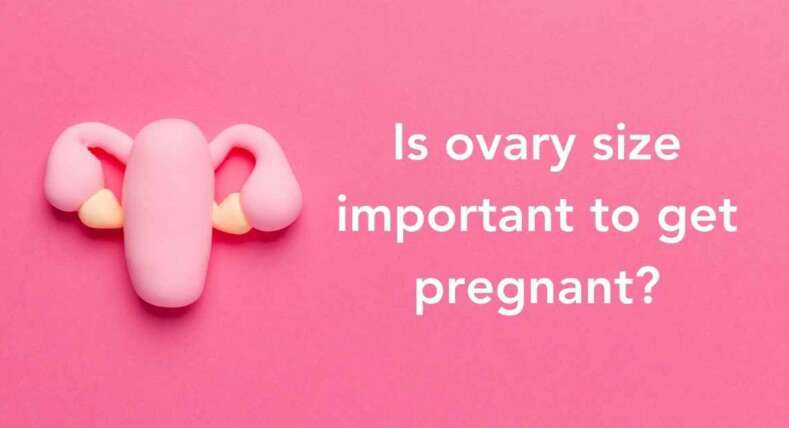 Is-ovary-size-important-to-get-pregnant