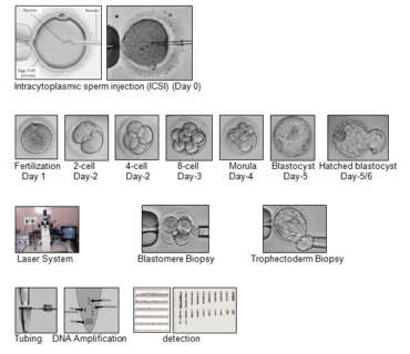 Pre-Implantation Genetic Testing (PGT): FertilTree Fertility Centre