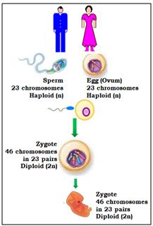 chromosomes-in-embryo-1