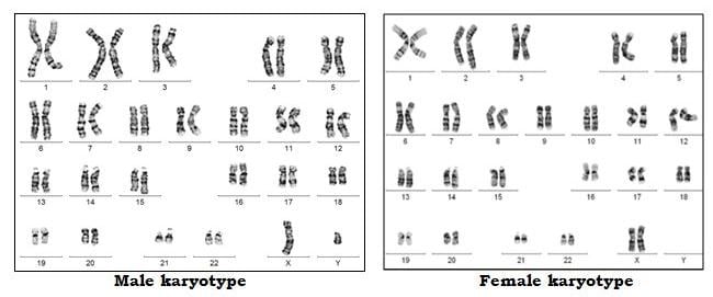 karyotypes-1