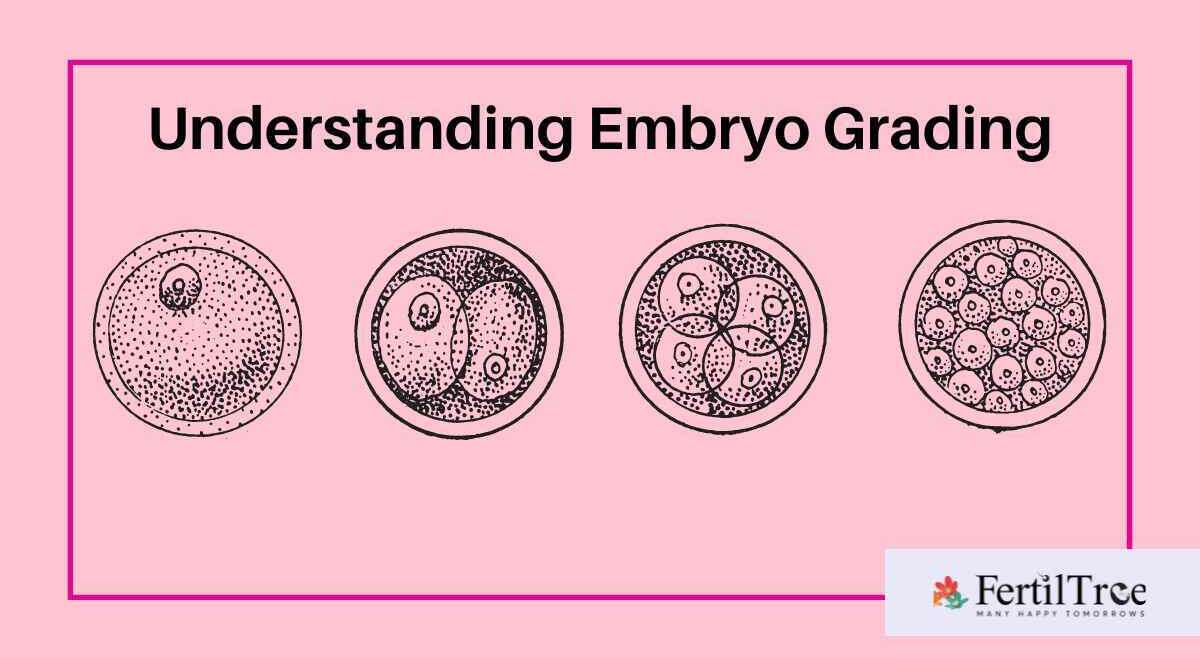 Understanding Embryo Grading