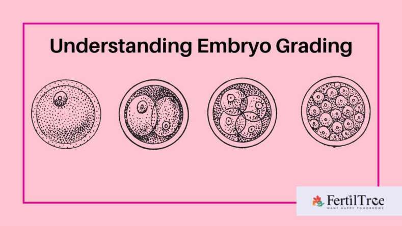 What Is Embryo Grading? Day 3, Day 5, Success Rates - Fertiltree