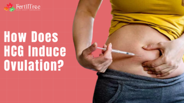 How Does hCG Induce Ovulation?